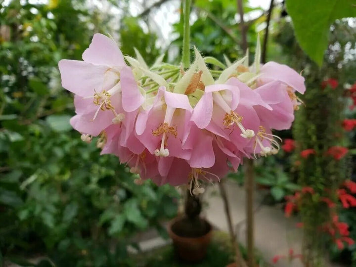 Light Pink Dombeya Flower Seeds – Heirloom, Non-GMO, High Germination Seeds