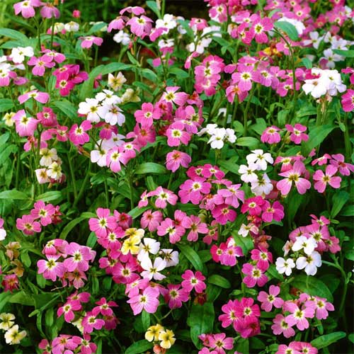 Mixed Cheiranthus Flower Seeds – Heirloom, Non-GMO, High Germination Seeds