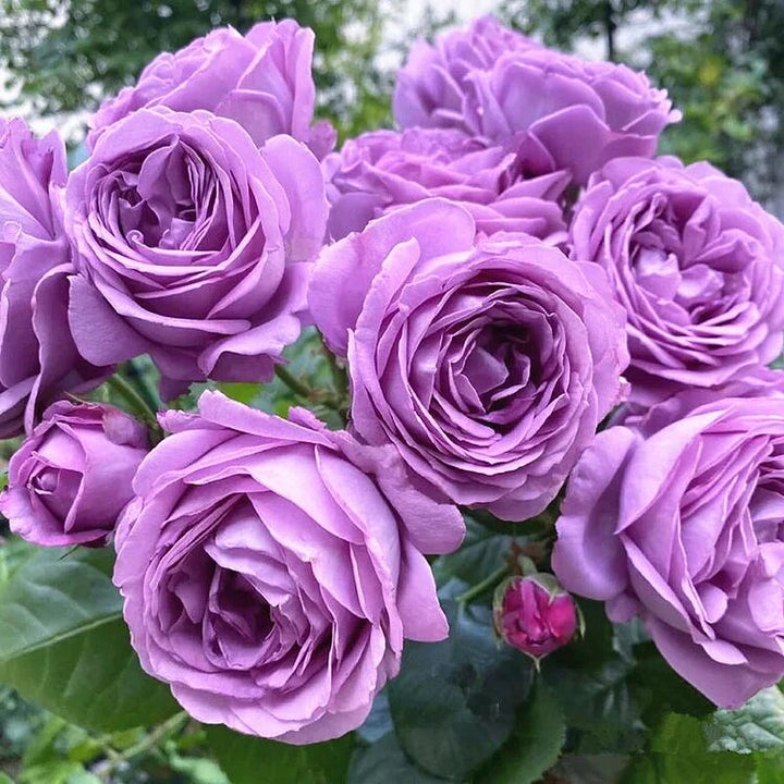 Purple Climbing Rose Flower Seeds for Planting Heirloom Non-GMO High Germination Organic Garden Seeds