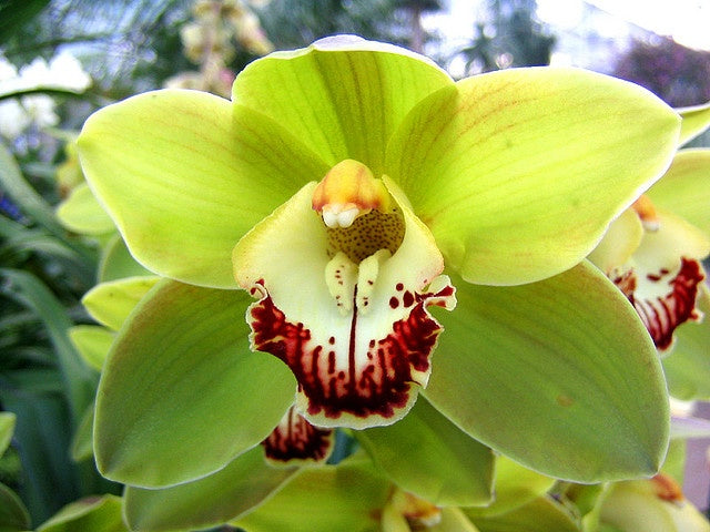 Green Orchid Flower Seeds – Heirloom, Non-GMO, High Germination Seeds