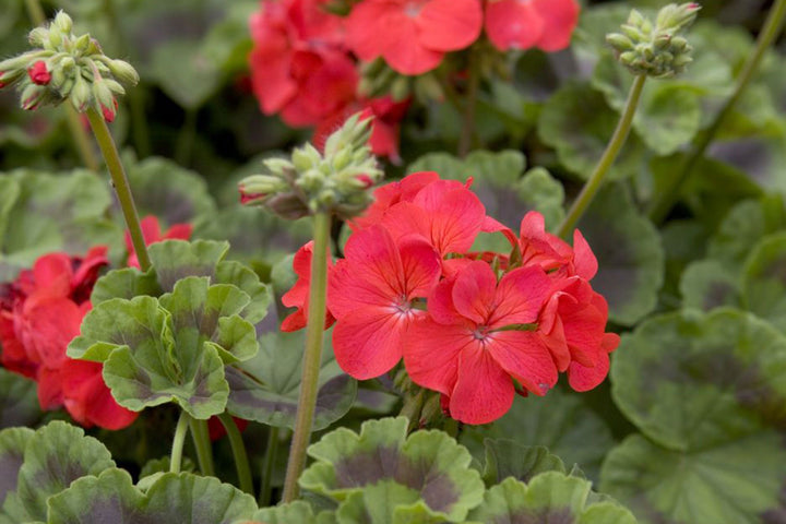 Geranium Pelargonium Flower Seeds Red – Heirloom Non-GMO Organic Garden Seeds
