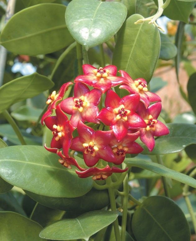 Hoya Flower Seeds Red – Heirloom, Non-GMO, High Germination Seeds