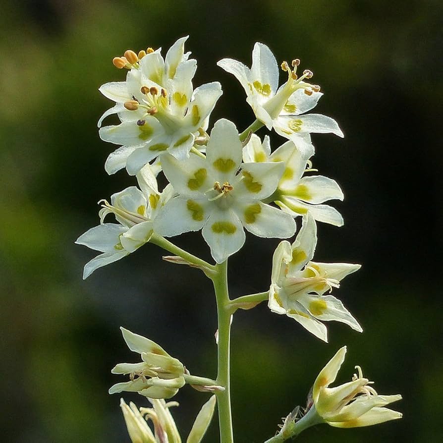 white deathcamas flower seeds