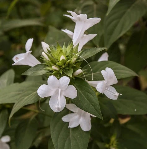 barleriacristatadecemberflowerwhiteopenpollinatedheirloomnongmohighgerminationorganicgarden flower seeds