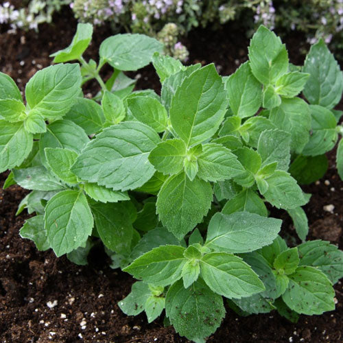 Green Lemon Mint Plant Seeds – Heirloom, Non-GMO, High Germination Seeds