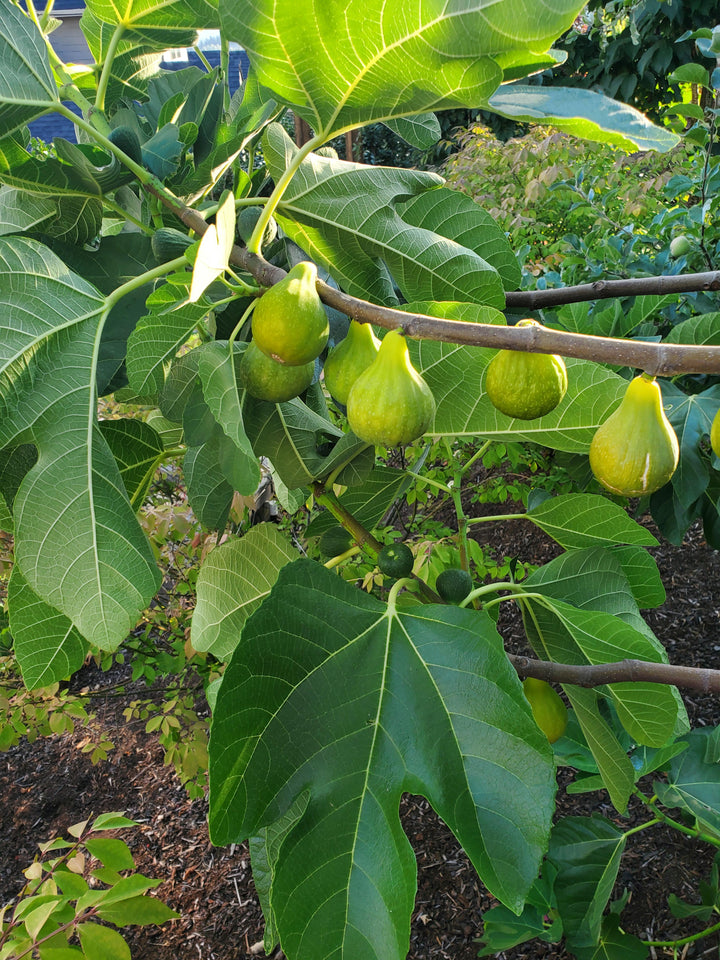 Green Fig Tree Seeds for Planting – Heirloom Non-GMO High Germination Organic Garden Seeds
