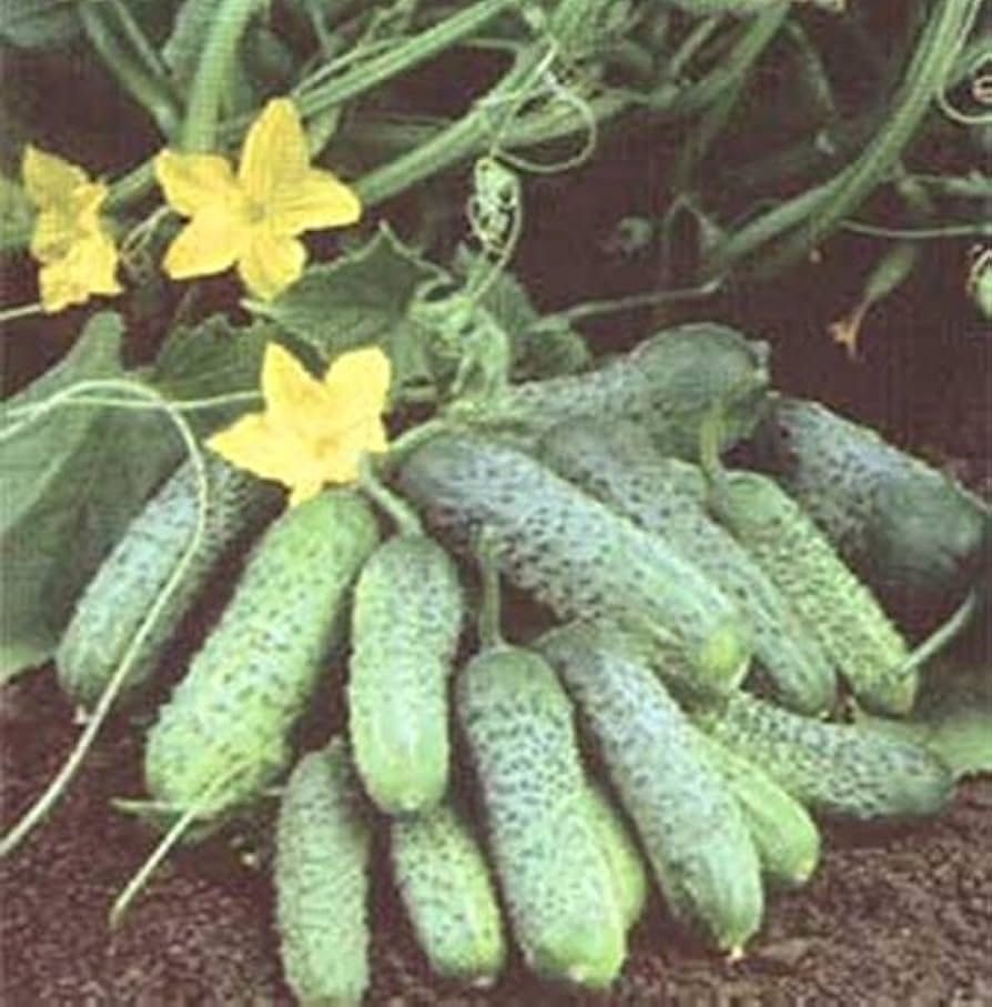 green dekan flower seeds