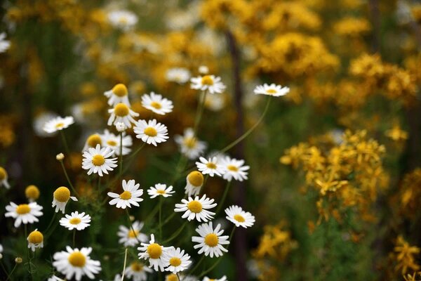 White Chamomile Flower Seeds – Heirloom, Non-GMO, High Germination, Organic Seeds