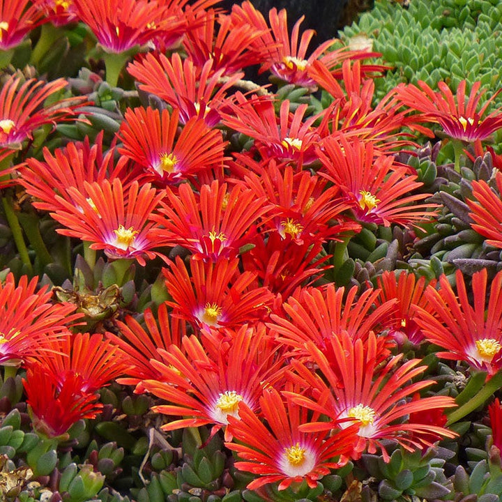 Delosperma Flower Seeds Red – Heirloom Non-GMO High Germination Seeds