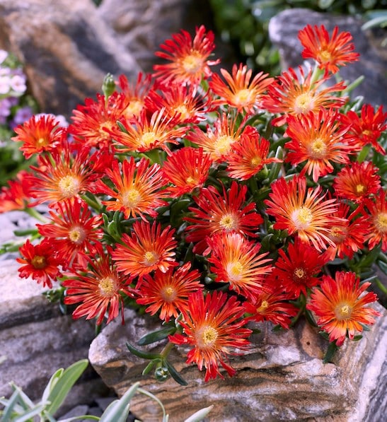 Delosperma Flower Seeds Red – Heirloom Non-GMO High Germination Seeds