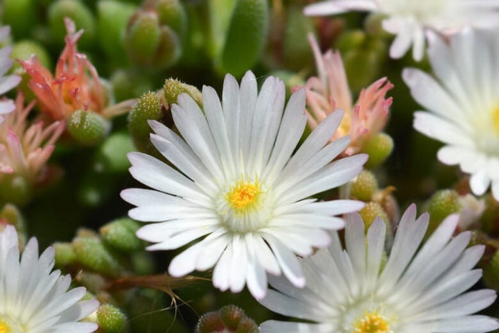 Delosperma Blumensamen Weiß – Alte Sorte Gentechnikfrei Hohe Keimrate Samen