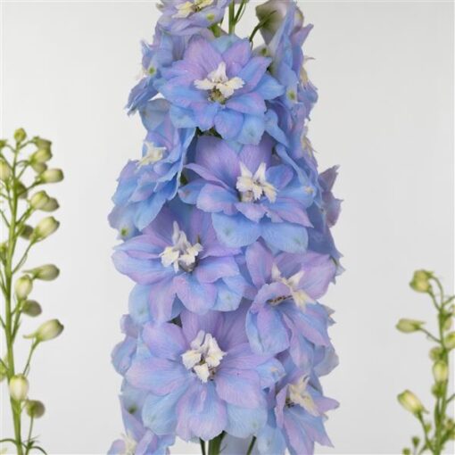 blue white flower seeds