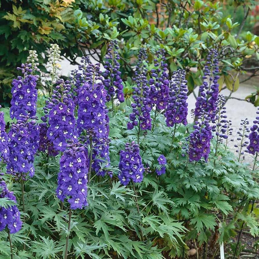 delphinium flower flower seeds