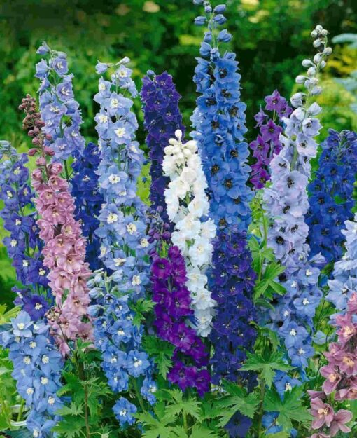 delphinium giant flower seeds