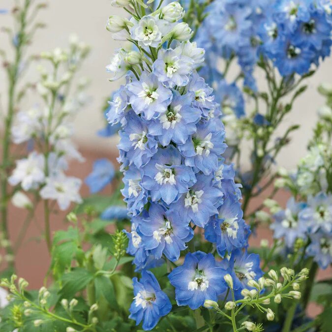 Aubrieta Delphinium Flower Seeds for Planting Heirloom Non-GMO High Germination Organic Garden Seeds