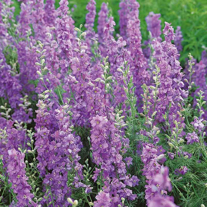 Delphinium Purple Flower Seeds for Planting Heirloom Non-GMO High Germination Organic Garden Seeds