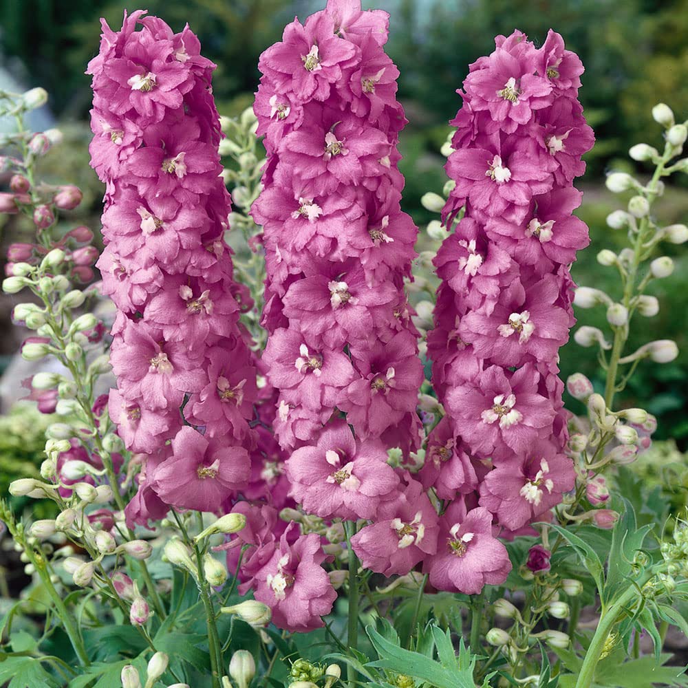 white delphinium flower seeds