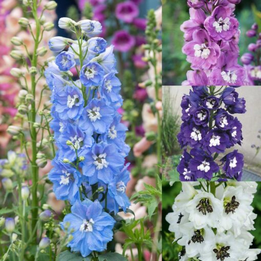 delphinium magic flower seeds