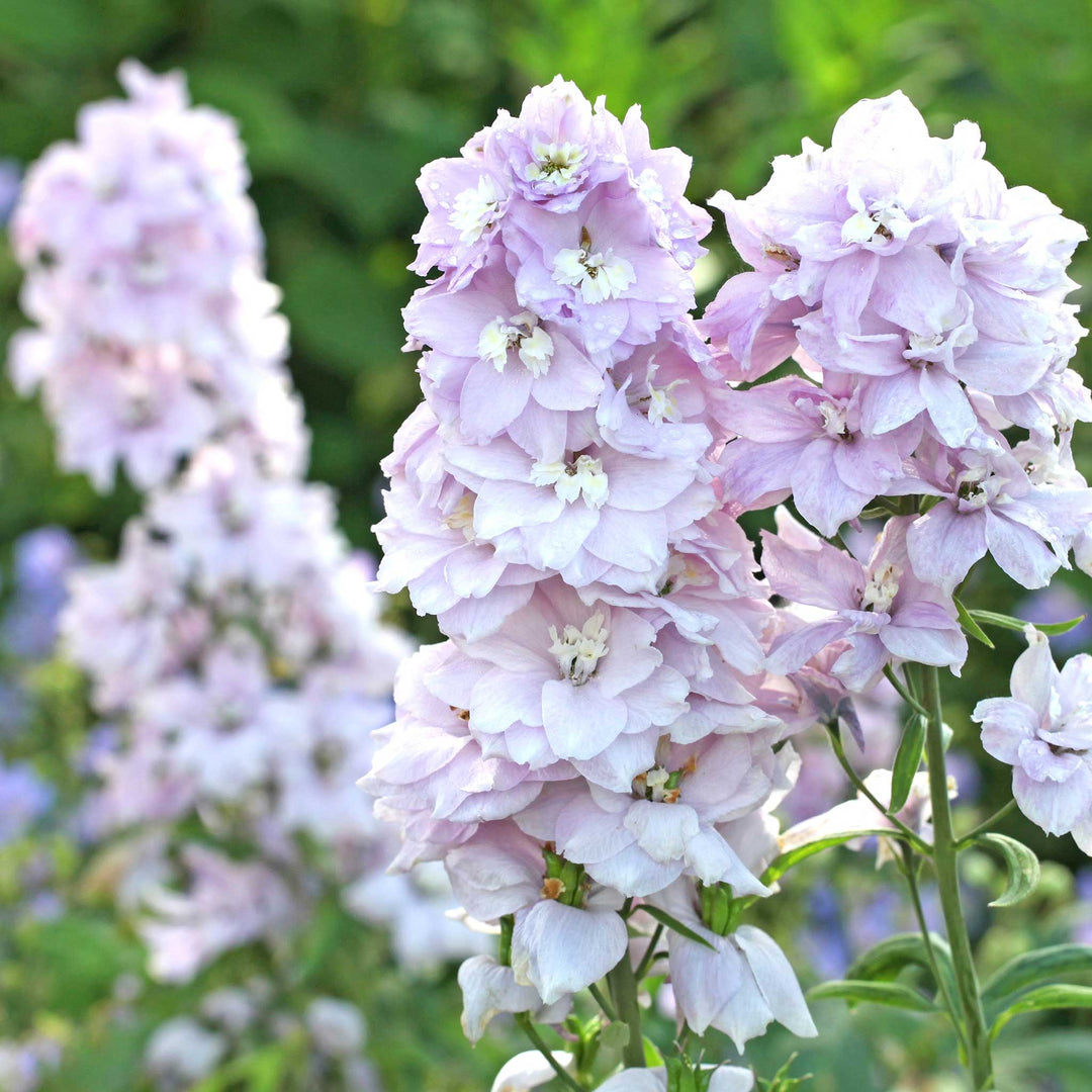 white magic flower seeds