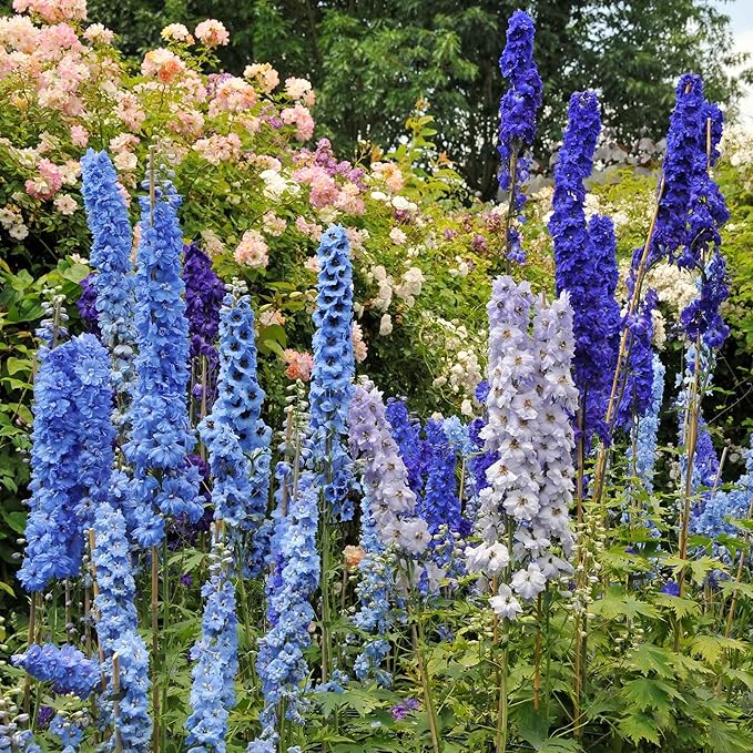 delphinium towering flower seeds