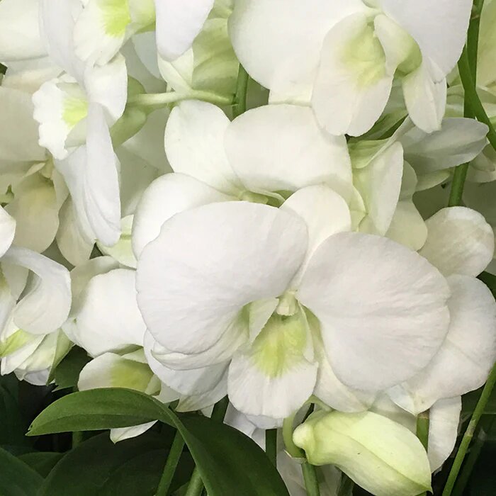 White Dendrobium Flower Seeds – Heirloom Non-GMO High Germination Seeds