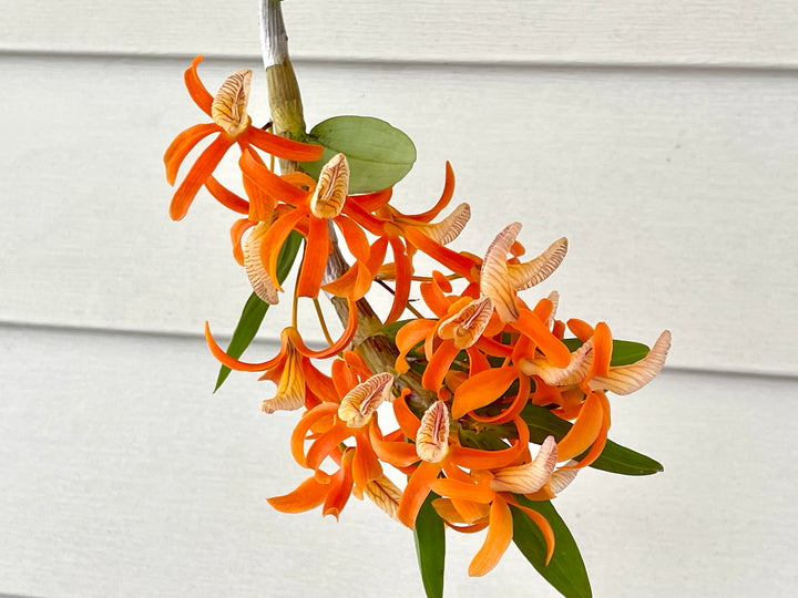 Orange Zygopetalum Maculatum Flower Seeds – Heirloom, Non-GMO Seeds for Planting