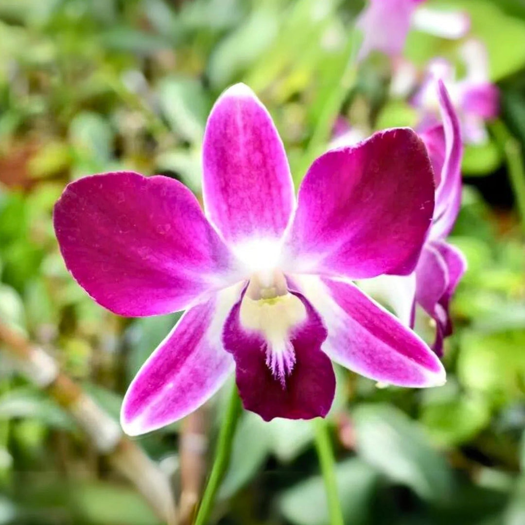 Dendrobium Orchid Flower Seeds Heirloom Non-GMO High Germination Organic Garden Seeds for Planting