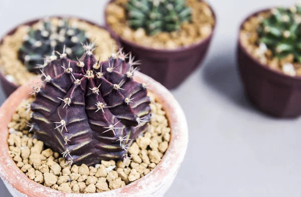 Purple Astrophytum Flower Seeds for Planting – Heirloom Non-GMO High Germination Organic Seeds