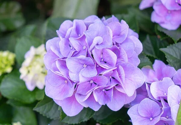 Purple Begonia Flower Seeds for Planting – Heirloom Non-GMO High Germination Organic Seeds