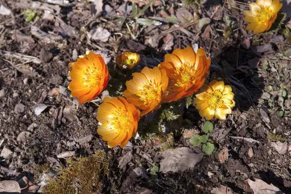 Adonis Flower Seeds for Planting – Heirloom Non-GMO High Germination Organic Garden Seeds