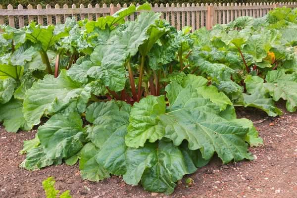Ruibarbo Plant herb seeds