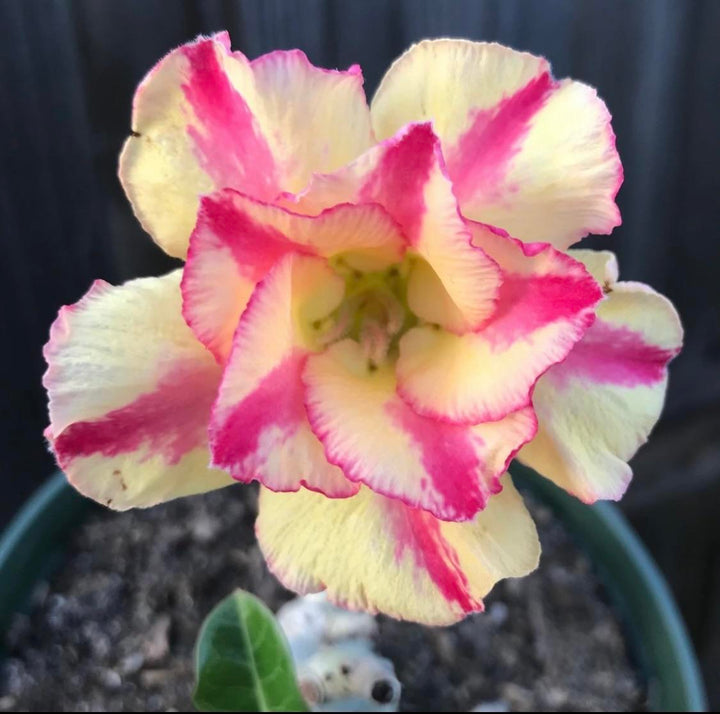 Adenium Flower Seeds Red Yellow for Planting – Heirloom Non-GMO High Germination Organic Garden Seeds