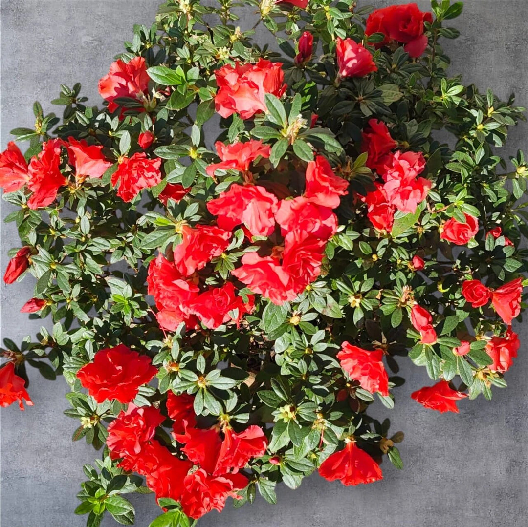 Azalea Flower Seeds Red for Planting Heirloom Non-GMO High Germination Organic Garden Seeds