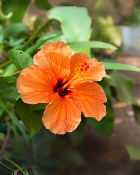 Orange Hibiscus Flower Seeds – Heirloom, Non-GMO, High Germination Seeds