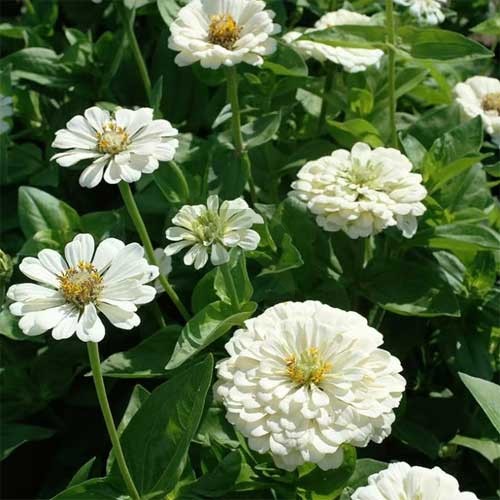 Giant Zinnia Flower Seeds White – Heirloom Non-GMO High Germination Organic Garden