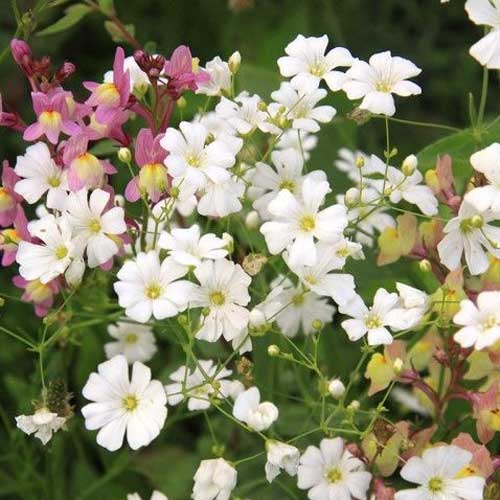 Gypsophila Flower Seeds White – Heirloom, Non-GMO, High Germination Seeds for Planting