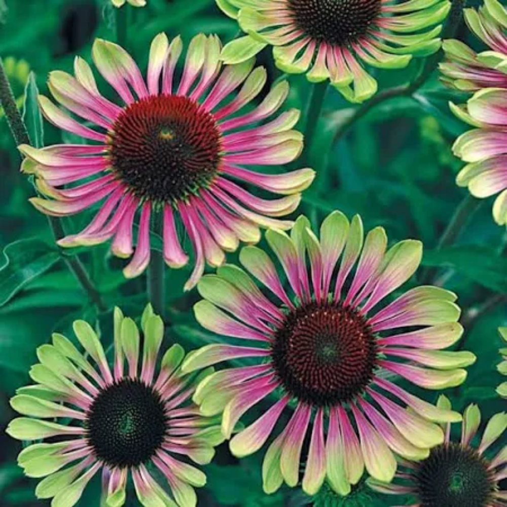 green green flower seeds