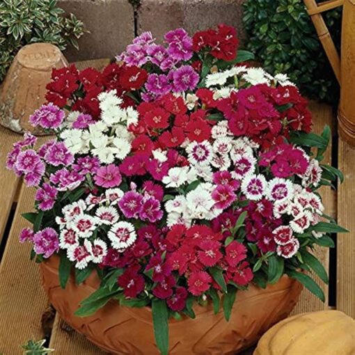 dianthus baby flower seeds