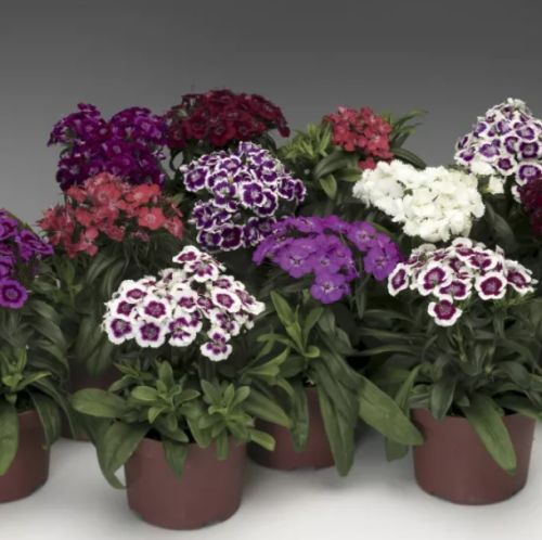dianthus barbarani flower seeds