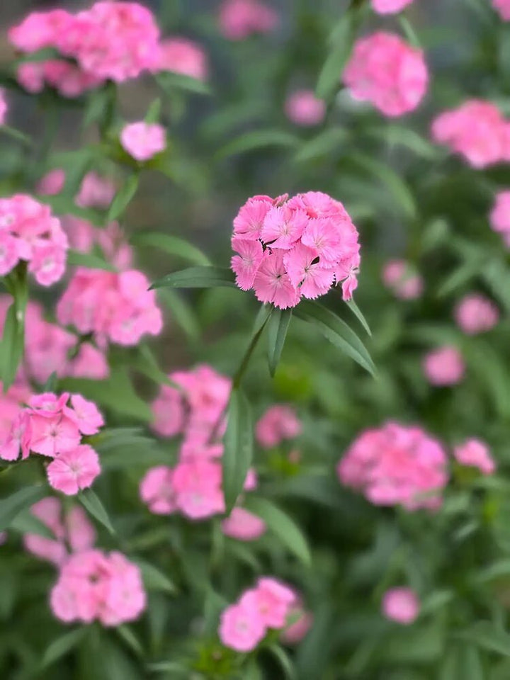 Pink Dianthus Barbatus Flower Seeds – Heirloom Non-GMO High Germination Seeds