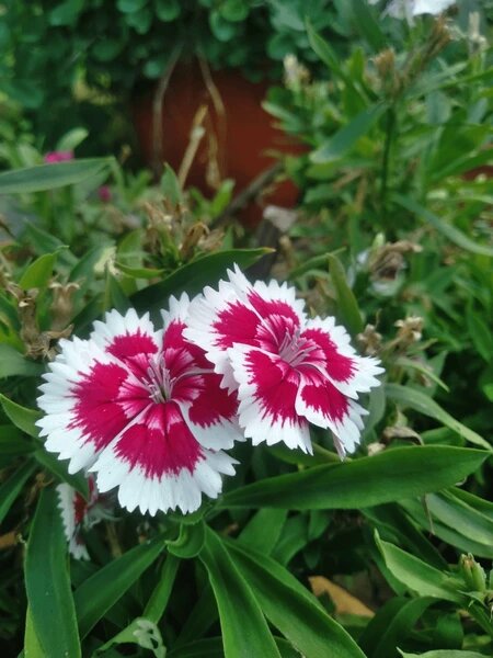 Carnation Dianthus Flower Seeds – Heirloom, Non-GMO, High Germination Organic Garden Seeds