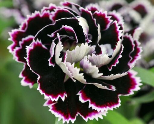 dianthusblackandwhiteminstrelsimportedheirloomnongmohighgerminationorganicgarden flower seeds