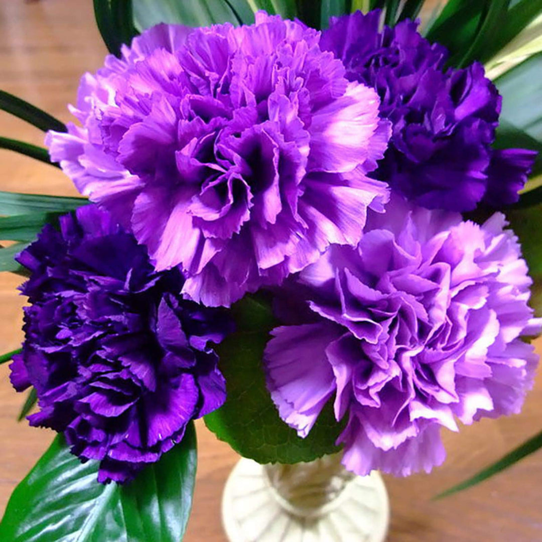 purple dianthus flower seeds