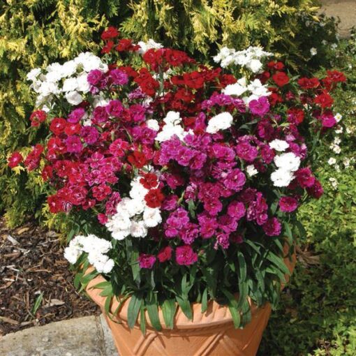 dianthusdoubleimportedpelletedheirloomnongmohighgerminationorganicgarden flower seeds