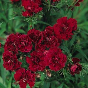dianthusdoubleredimportedpelletedheirloomnongmohighgerminationorganicgarden flower seeds