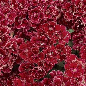 dianthusdoubleroselaceimportedpelletedheirloomnongmohighgerminationorganicgarden flower seeds