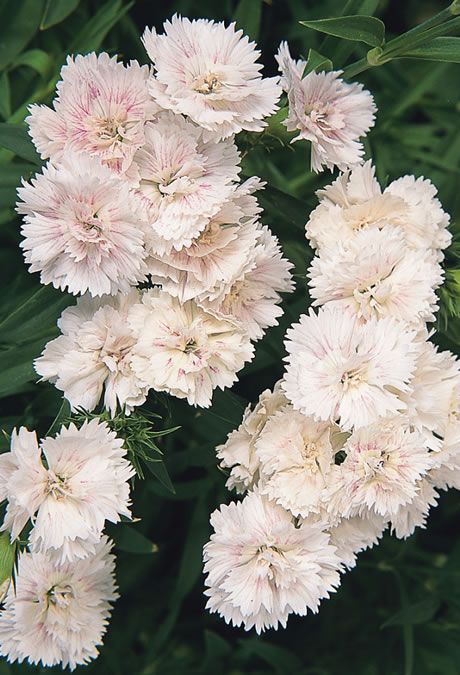 white dianthus flower seeds
