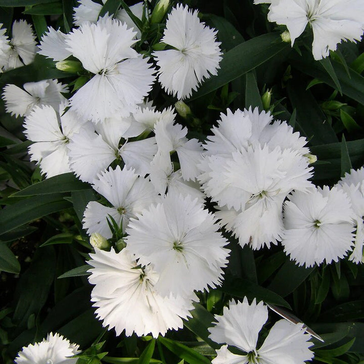 Dianthus Flowers Seeds White – Heirloom Non-GMO High Germination Seeds