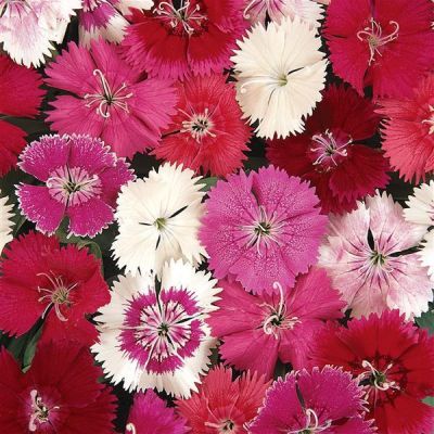 dianthus ideal flower seeds