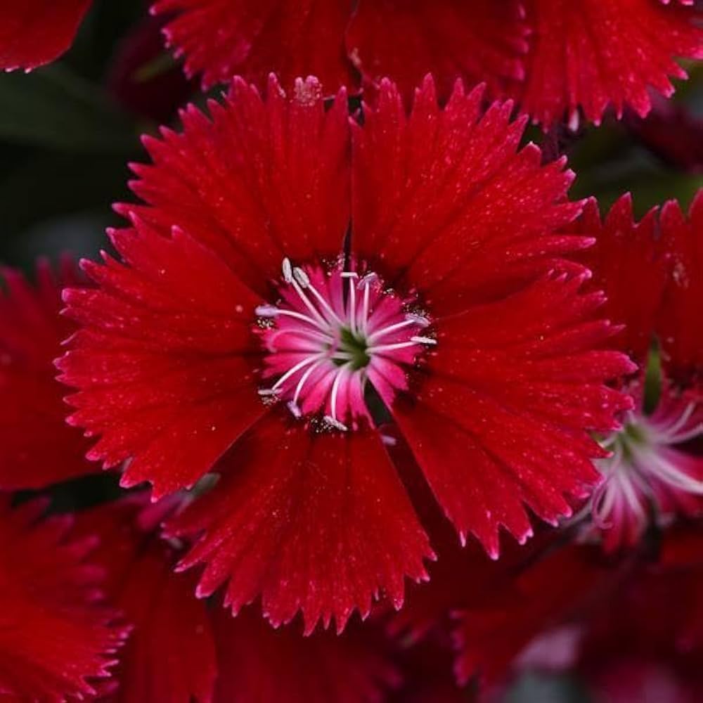 violet dianthus flower seeds